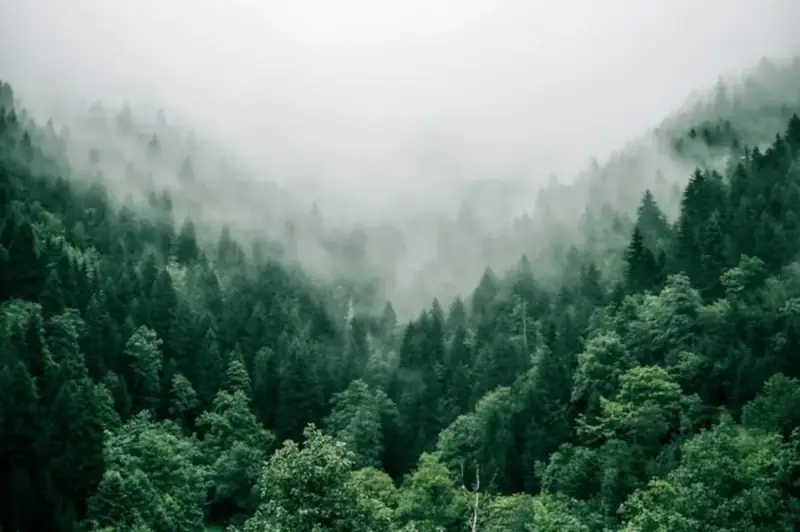 Nebel über einem bewaldeten Tal