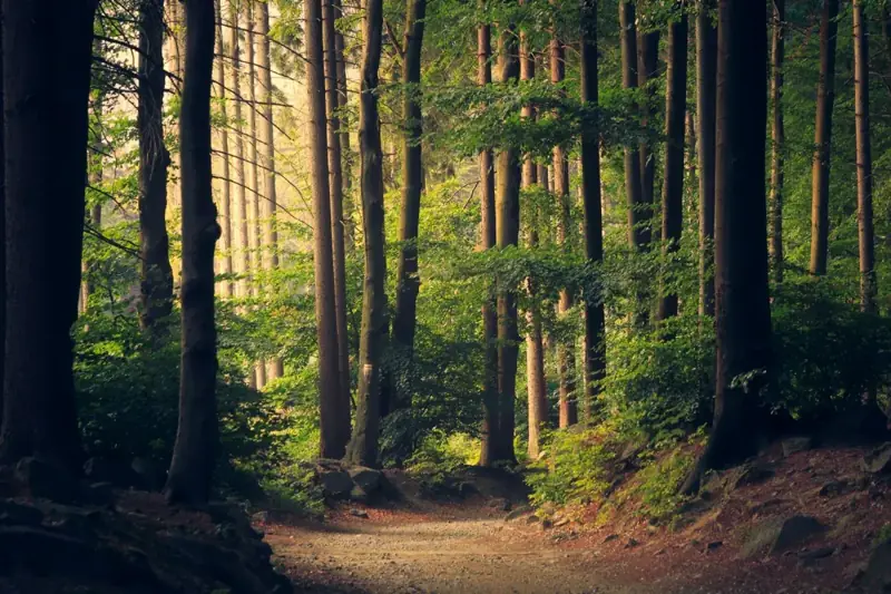 Waldweg zwischen hohen Bäumen