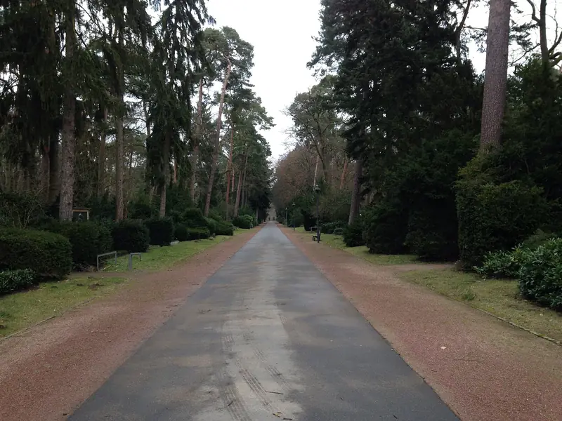 Lange Allee zwischen hohen Kiefern auf dem Waldfriedhof Darmstadt