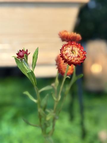 7707-2DECHERTBestattungen